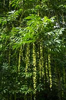 Pterocarya Fraxinifolia - Ptérocaryer du Caucase
