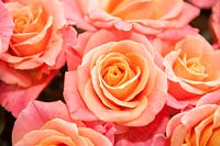 Rosa 'Miss Piggy' rose