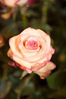Rosa 'Paloma' - rose