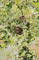 Essaim d'abeilles regroupées dans la brousse de Cotoneaster