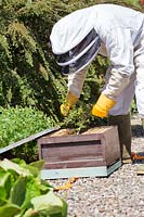 Apiculteur frappant des abeilles dans une ruche portable.