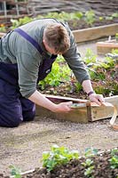 Jardinier Guy Donaldson ajoutant dissuasion de limace de bande de cuivre aux plates-bandes surélevées, East Lothian, Ecosse, Royaume-Uni