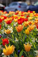 Plantation de tulipes municipales