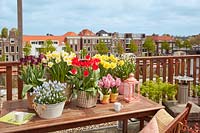 Coin salon sur le toit-jardin avec vue sur la rue au-delà, affichage de la table des bulbes à fleurs en pots