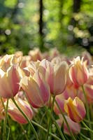 Tulipa 'Beauté rougissante'