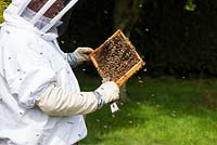 Apiculteur inspectant la chambre à couvain sur une ruche d'abeilles