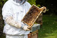 Apiculteur inspectant la chambre à couvain sur une ruche d'abeilles