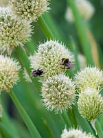 Bumble Bees sur Allium fistulosum - Oignon gallois