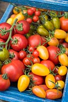 Gros plan des tomates récoltées.