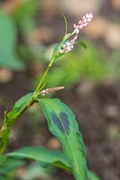 Persica maculosa - Chevalier arlequin