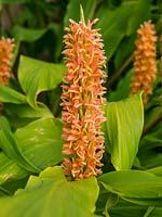 Hedychium densiflorum 'Assam Orange' - gingembre