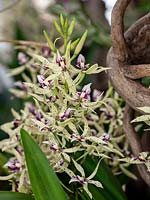 Prosthechea Elfin 'Synergistic Dream' - Orchidée