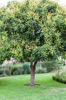 Koelreuteria paniculata - fierté de l'Inde - à Bury Court Gardens, Hampshire, Royaume-Uni.