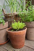 Herbes individuelles en pots: ail poussant dans le panier en osier, dans les petits pots Thymus pulegioides 'Bertrum Anderson' - thym - et Origanum vulgaris - origan