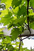 Vitis vinifera 'Muscat de Hambourg' - vigne