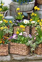 Porte d'entrée décorée de paniers de printemps plantés de Narcisse 'Tête-à-Tête', primevères, marguerites bellis et altos annuels.