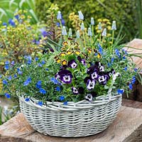 Panier avec Lithodora diffusa, Alto et Primula.