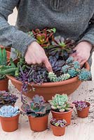 Planter des plantes succulentes. Sedum 'Burrito' entre Senecio herreianus et Graptopetalum pachyphyllum.