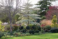 Grand parterre de fleurs avec un Cornus controversa 'Variegata' - arbre à gâteaux de mariage - sous-planté de sphères topiaires Osmanthus et un Pinus - pin nain