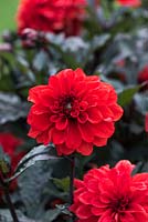 Dahlia 'Double Tally-Ho', fleurs doubles rouges à feuillage pourpre presque noir