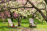 Paire de chaises Adirondack sous Malus baccata - pommetiers de Sibérie avec fleur