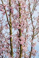 Prunus pendula f. ascendens 'Rosea' - cerisier pleureur ascendant