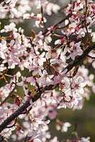 Prunus pendula f. ascendens 'Rosea' - cerisier pleureur ascendant