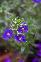 Anagallis 'Skylover Blue'