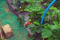 Vieux tapis et mypex en paillis avec filet protégeant Fragaria x ananassa - Culture de fraises.