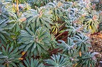 Euphorbia x martinii dans des conditions glaciales.