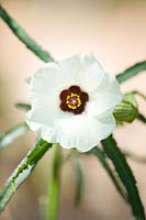 Hibiscus trionum - Susan aux yeux noirs