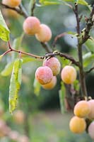 Prunus insititia 'Mirabelle de Nancy' - prune