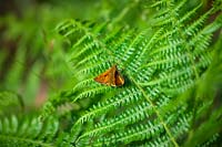 Ochlodes venata - Grand papillon skipper sur fougère