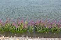 Lythrum salicaria - salicaire pourpre - poussant le long des rives de la digue de Groenendijk, Hitland, Pays-Bas.