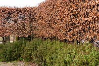 Carpinus betulus - charme - haie blanchie, planté de Hebe.