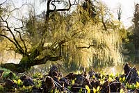 Jardin marécageux et Salix babylonica - saule pleureur - à Forde Abbey, Somerset, UK.