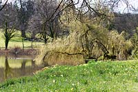 Salix babylonica - saule pleureur - au bord du lac à Forde Abbey, Somerset, UK.