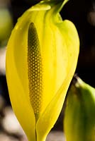 Lysichiton americanus - chou jaune