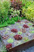 Le Carpet Garden comprend des parterres de fleurs surélevés plantés de sempervivums en rouge et vert, Dipley Mill, Hartley Wintney, Hants, UK.