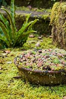 Sempervivums et mousse en pot en terre cuite, Aston Crews, Herefordshire, Royaume-Uni