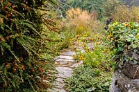 Cotoneaster, rudbeckias et Stipa gigantea le long de la voie, Pinsla, Cornwall, UK