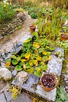 Étang formel avec nénuphar et iris, pots de sempervivums et Alchemilla mollis, Pinsla, Cornwall, UK
