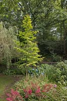 Metasequoia glyptostroboides 'Goldrush' - Séquoia à feuilles dorées - Stonyford Cottage Gardens, Oakmere, Royaume-Uni