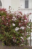 Jasminum polyanthum - Jasmin rose