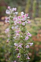 Morina longifolia - Whorlflower