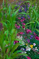 Pots d'été avec Pétunia Littletunia Illusion bicolore avec Nemesia 'Sweet Lady', Bidens 'Golden Glory', Lobelia Waterfall Blue et Aira elegissima annuel grass