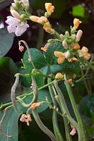 Phaseolus coccineus 'Snowstorm' - Fleur de haricot et haricots