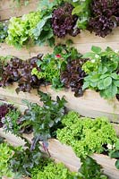 Mur vivant lambrissé avec des plantes à salade, des herbes et des fruits. Platelage en bois de salade, RHS Malvern 'Spring Festival', 2018