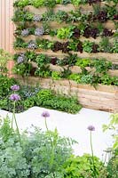 Mur vivant lambrissé avec des plantes à salade, des herbes et des fruits avec pavage en pierre et Allium hollandium. Platelage en bois de salade, RHS Malvern 'Spring Festival', 2018