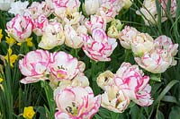 Tulipa 'Belicia' - tulipes